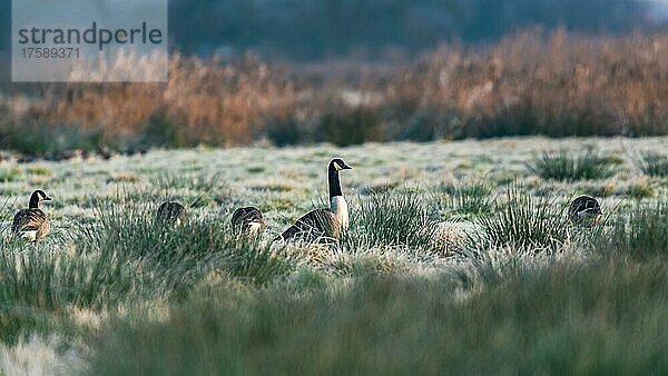 Kanadagänse (Branta Canadensis)  Kanadagans bei Sonnenaufgang  Devon  England  Großbritannien  Europa