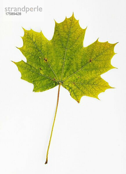Herbstlich verfärbtes Ahornblatt (Acer)  weißer Hintergrund  Studioaufnahme