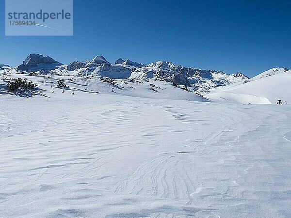 Blauer Himmel über Winterlandschaft  schneebedeckte Gipfel vom Dachsteinmassiv  Hochplateau am Krippenstein  Salzkammergut  Oberösterreich  Österreich  Europa