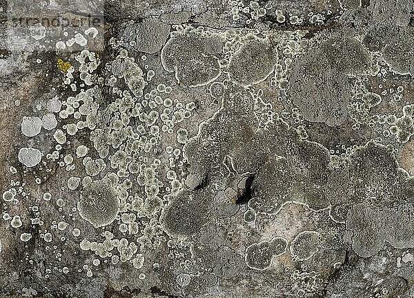 Flechten (Lichen) auf Steinen der Felsformation Teufelsmauer  bei Weddersleben  Harz  Sachsen-Anhalt  Deutschland  Europa
