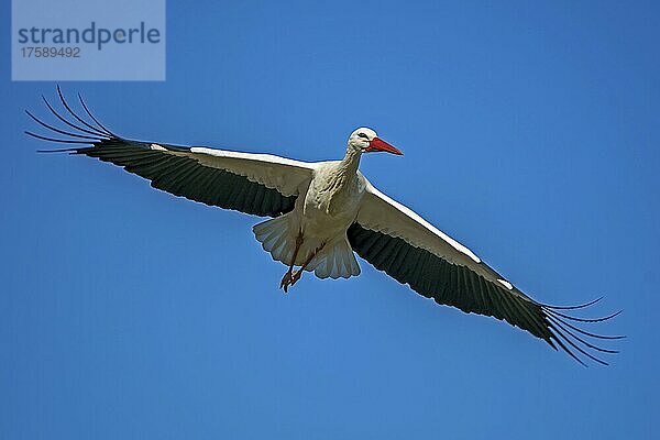 Weißstorch (Ciconia ciconia)  fliegt  wildlife  Deutschland  Europa