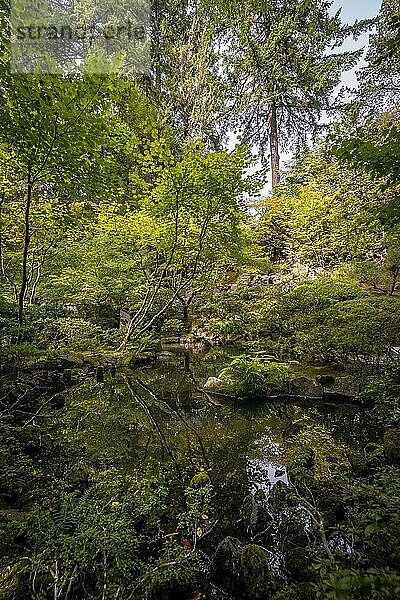 Angelegter Teich in dicht bewachsenem Garten  Japanischer Garten  Portland  Oregon  USA  Nordamerika
