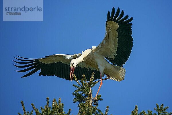 Weißstorch (Ciconia ciconia)  fliegt auf einem Baum  wildlife  Deutschland  Europa