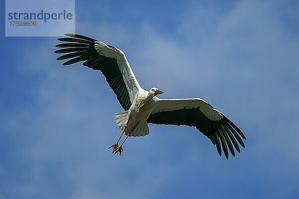 Weißstorch (Ciconia ciconia)  fliegt  wildlife  Deutschland  Europa