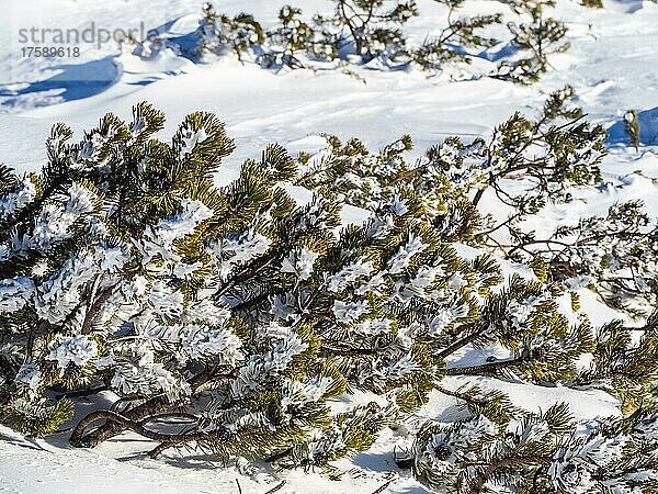 Eingeschneite Bergkiefer (Pinus mugo)  Krippenstein  Salzkammergut  Oberösterreich  Österreich  Europa