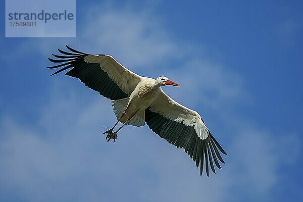 Weißstorch (Ciconia ciconia)  fliegt  wildlife  Deutschland  Europa