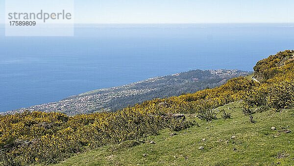 Ginster auf der kargen Hochebene von Paul da Serra  Blick auf Südküste  Madeira  Portugal  Europa