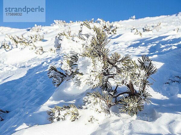 Eingeschneite Bergkiefer (Pinus mugo)  Krippenstein  Salzkammergut  Oberösterreich  Österreich  Europa