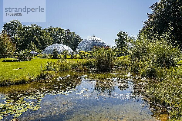 Teich im Botanischer Garten  hinten Kuppeln der Gewächshäuser  Zürich  Schweiz  Europa