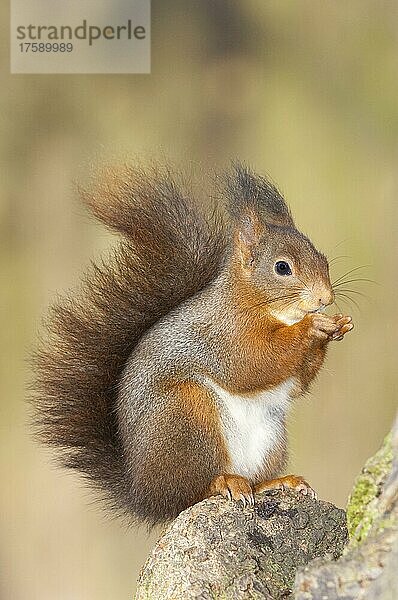 Eichhörnchen (Sciurus vulgaris) sitzt auf Baumstamm  beim fressen einer Nuss  Baden-Württemberg