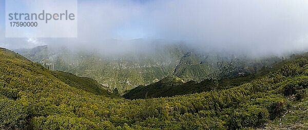 Schlucht mit Nebel und Ginster auf der kargen Hochebene von Paul da Serra  Madeira  Portugal  Europa