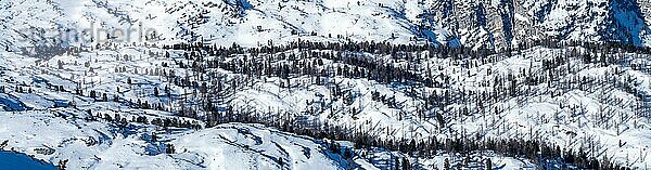 Bäume in verschneiter Winterlandschaft  Ausblick vom Krippenstein  Salzkammergut  Oberösterreich  Österreich  Europa
