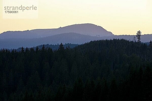 Blick im Morgenlicht auf den Belchen im Schwarzwald  Todtnauberg  Baden-Württemberg  Deutschland  Europa