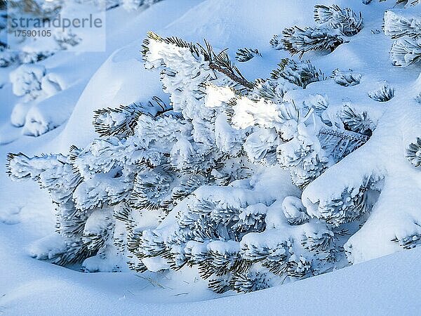 Eingeschneite Bergkiefer (Pinus mugo)  Krippenstein  Salzkammergut  Oberösterreich  Österreich  Europa