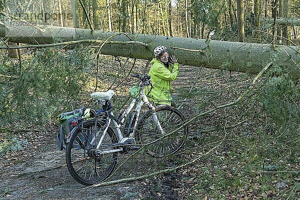 Frau macht Radtour mit dem E-Bike durch den Wald nach einem Sturm  ein umgefallener Baum versperrt den Weg  Versuch den Baumstamm aus dem Weg zu schieben  Lüneburg  Niedersachsen  Deutschland  Europa