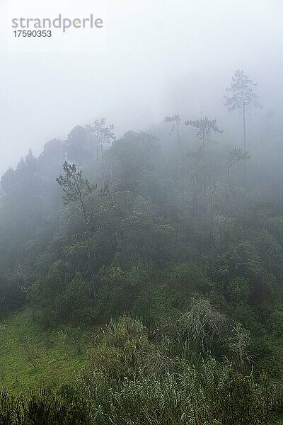 Grüne Schlucht mit Nebel bei Ribeiro Frio  Madeira  Portugal  Europa