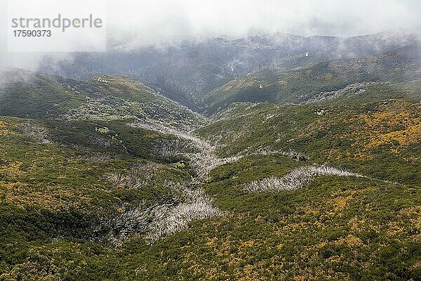 Schlucht mit Nebel und Ginster auf der kargen Hochebene von Paul da Serra  Madeira  Portugal  Europa