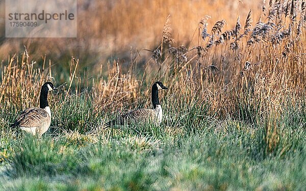 Kanadagänse (Branta Canadensis)  Kanadagans bei Sonnenaufgang  Devon  England  Großbritannien  Europa