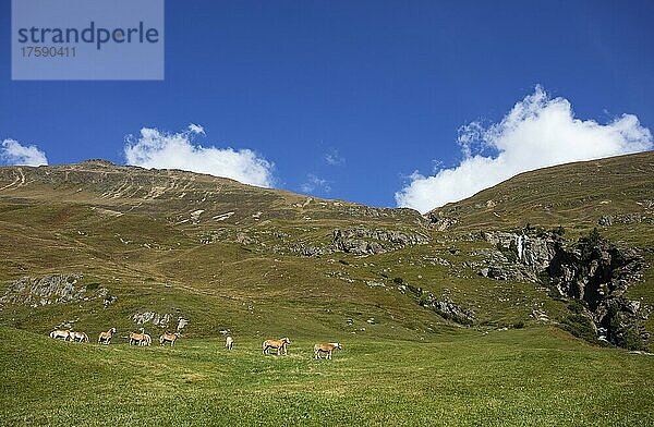 Haflinger auf der Almweide im Rofental  Vent  Venter Tal  Gemeinde Sölden  Ötztaler Alpen  Tirol  Österreich  Europa