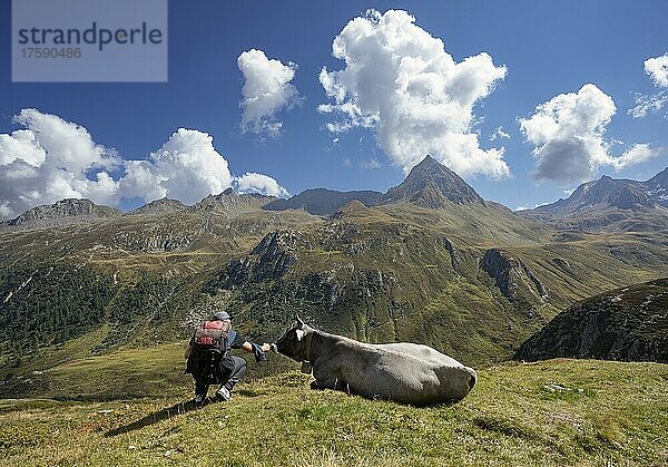 Almwirtschaft  Wanderer mit Kuh auf der Hochalm im hinteren Passeiertal  Naturpark Texelgruppe  Ötztaler Alpen  Südtirol  Italien  Europa