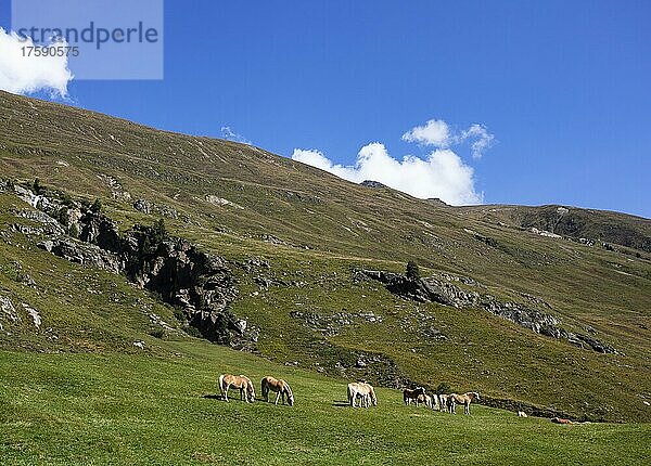 Haflinger auf der Almweide im Rofental  Vent  Venter Tal  Gemeinde Sölden  Ötztaler Alpen  Tirol  Österreich  Europa