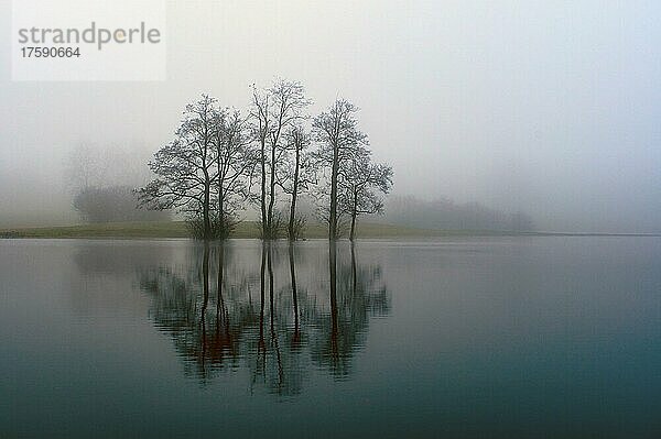 Baumgruppe am Ufer eines kleinen Sees  im Nebel  Bubikon  Schweiz  Europa