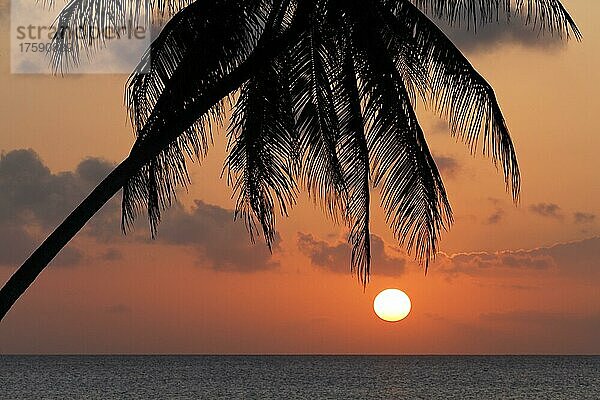 Silhouette von Palme im Sonnenuntergang über dem Meer  Hotel  Bungalowanlage  Maria la Gorda  Provinz Pinar del Rio  Kuba  Karibik  Mittelamerika