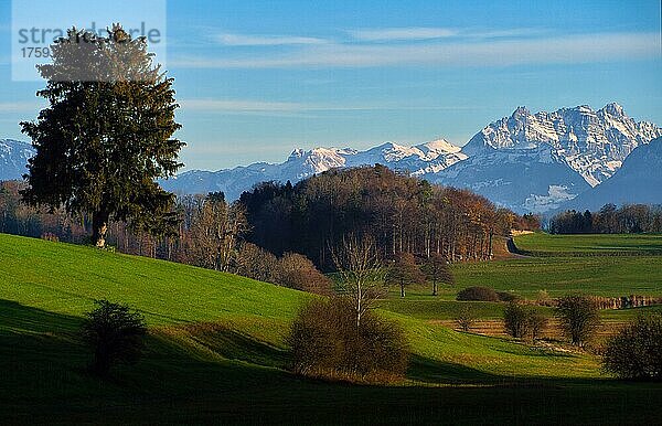 Winterlich karge Landschaft am Lützelsee  Blick auf schneebedeckte Alpen  Hombrechtikon  Schweiz  Europa