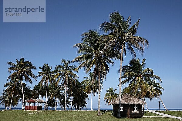 Palmenhaim vor Strand  Haus  hinten Karibisches Meer  Hotel  Bungalowanlage  Maria la Gorda  Provinz Pinar del Rio  Kuba  Karibik  Mittelamerika