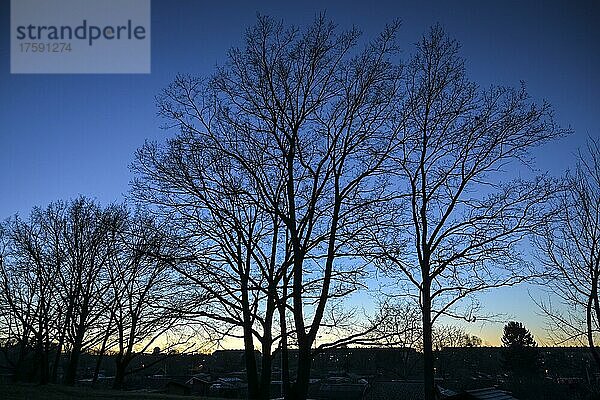 Abend  Sonnenuntergang  Bäume  Silhouette  Natur  Berlin  Deutschland  Europa