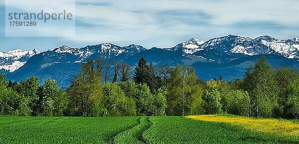 Leuchtend grüne Frühlingsfelder und Bäume  Blick auf schneebedeckte Glarner Alpengipfel  Bubikon  Schweiz  Europa