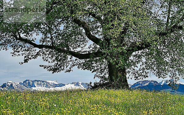 Blühende Frühlingswiese mit Baum  schneebedeckte Alpengipfel im Hintergrund  Bubikon  Schweiz  Europa