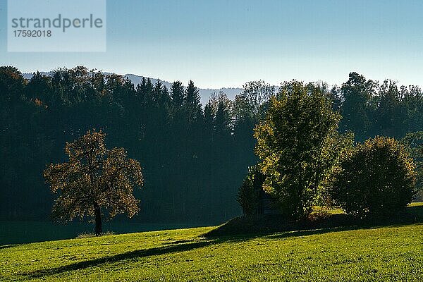 Sonnige Stimmung auf dem Land  Wolfhausen  Schweiz  Europa