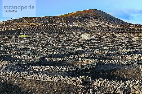 Weinstöcke mit Mauern aus Lavagestein  Weinanbau auf vulkanischer Asche in Trockenbaumethode  La Geria  Insel Lanzarote  kanarische Inseln  Kanaren  Spanien  Europa