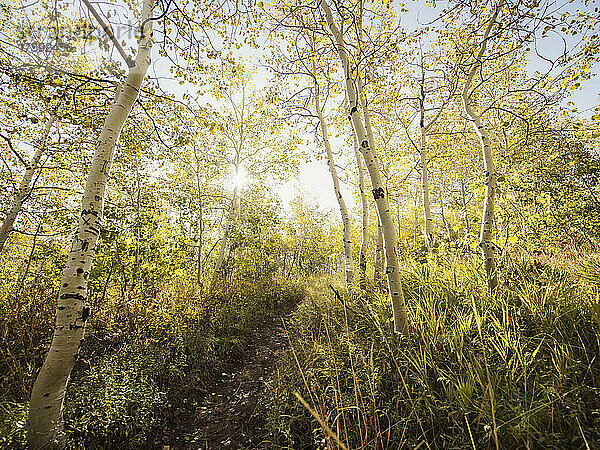 Fußweg im Wald an sonnigen Tagen