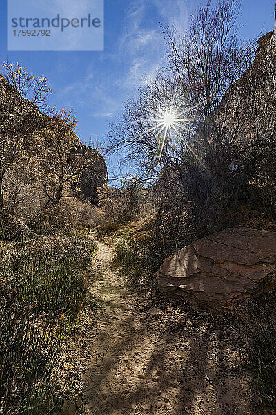 Vereinigte Staaten  Utah  Escalante  Sonne scheint durch Bäume entlang des Wanderwegs