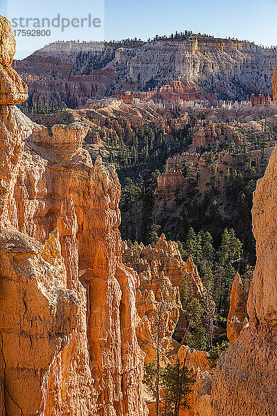 Vereinigte Staaten  Utah  Bryce-Canyon-Nationalpark  Hoodoo-Felsformationen im Canyon
