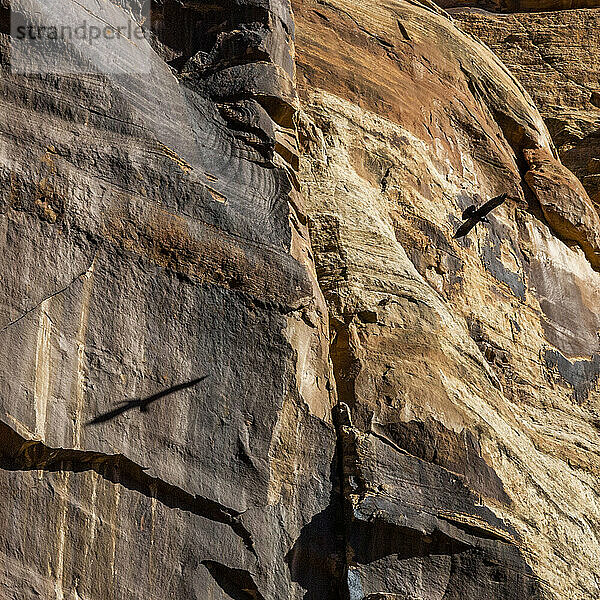 Vereinigte Staaten  Utah  Escalante  Rabe fliegt entlang einer Klippe