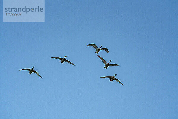 Vogelschwarm vor blauem Himmel