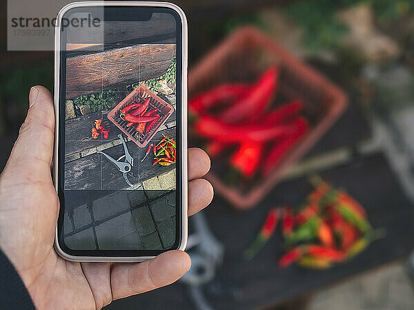 Mann fotografiert rote Chilis im Korb