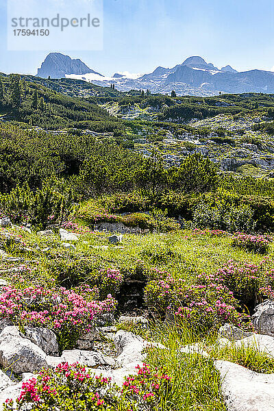 Blühende Bergflora im Sommer im Salzkammergut