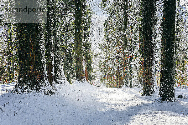 Schnee auf Fußweg inmitten von Bäumen im Winter