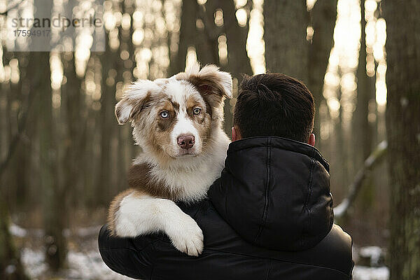 Young man carrying Australian Shepherd dog in woodland at sunset