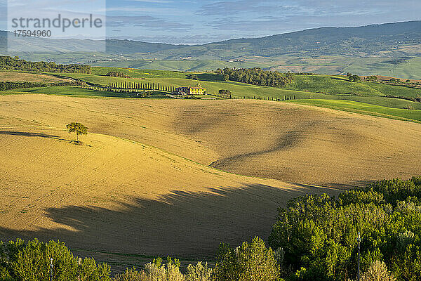 Italien  Provinz Siena  Frühlingsfelder im Val dOrcia