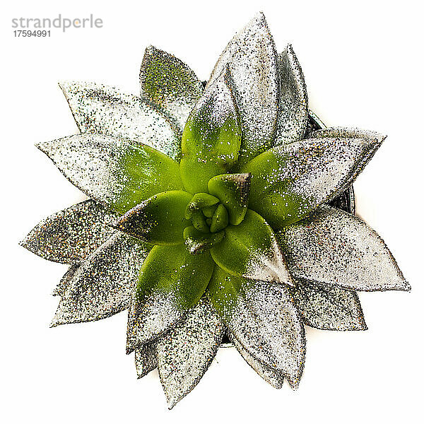 Studio shot of succulent plant covered in silver colored glitter