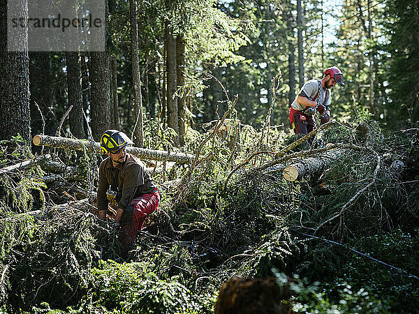 Holzfäller arbeiten im grünen Wald