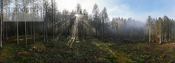 Die aufgehende Sonne scheint durch die Äste der Waldbäume