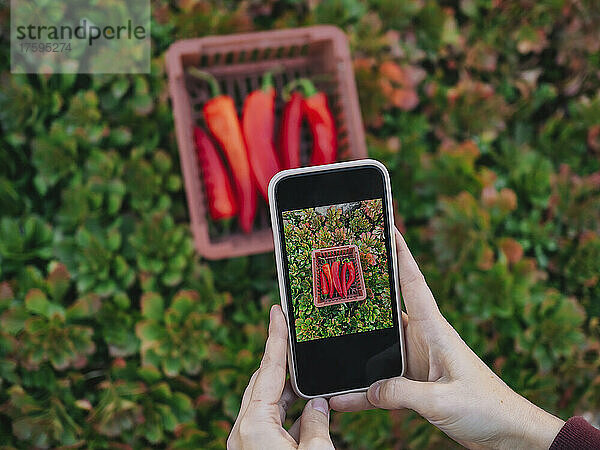 Woman photographing red chili pepper in basket through mobile phone