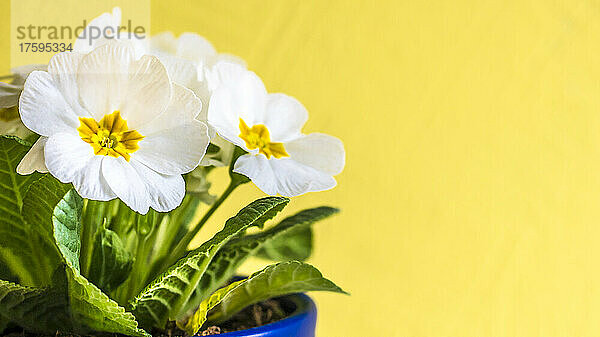 Studio shot of white cowslips blooming against yellow background