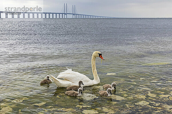 Ausgewachsener Schwan schwimmt mit Cygnets am Ufer der Meerenge mit der Öresundbrücke im Hintergrund